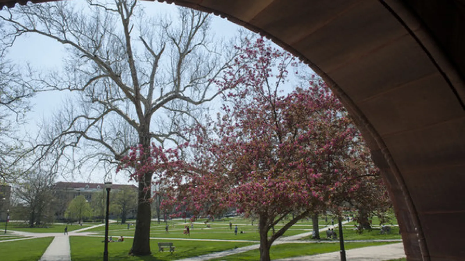 Picture of trees starting to bloom on the Oval at Ohio State
