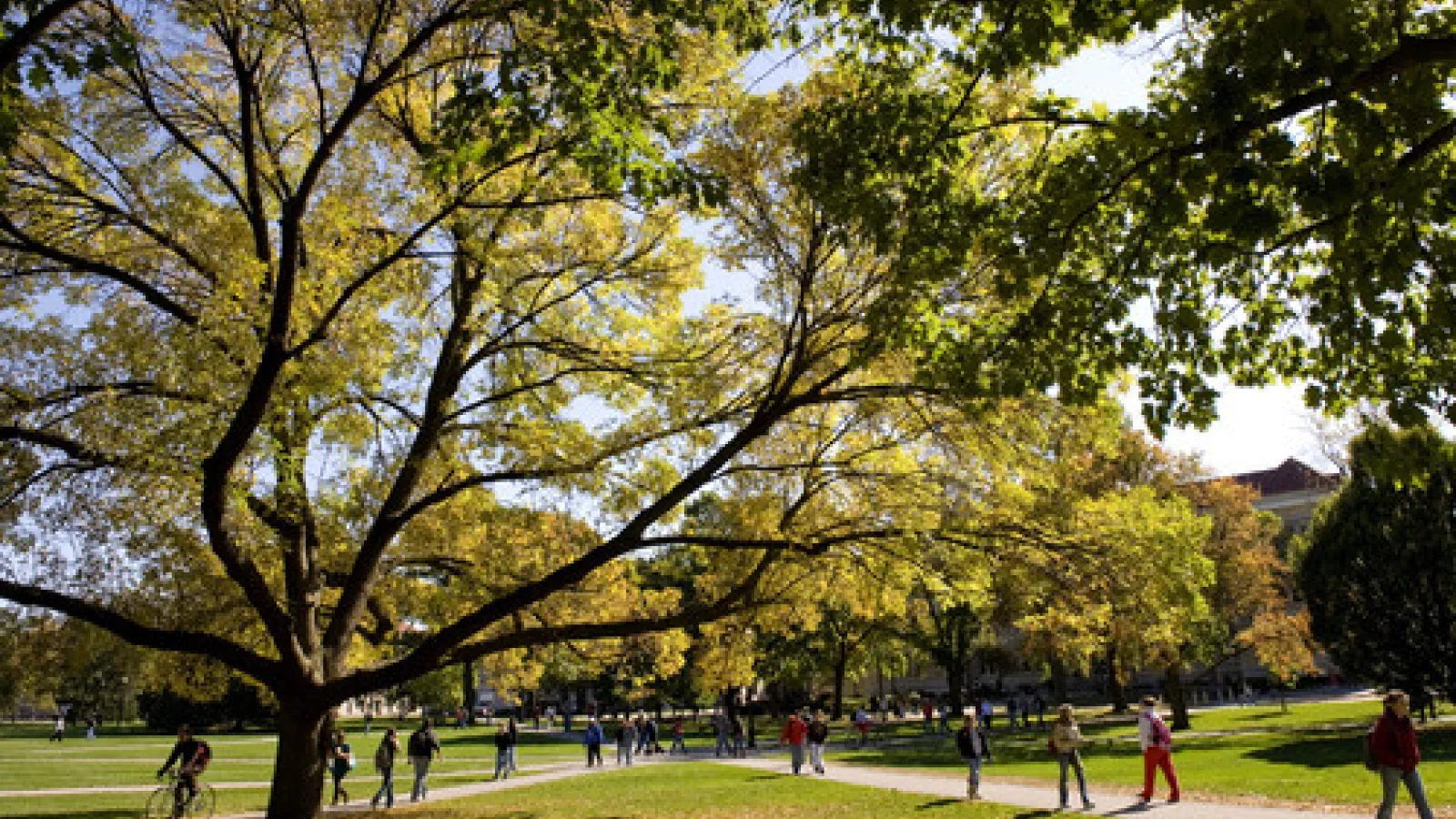 Picture of the autumn leaves on the trees on the Oval at Ohio State