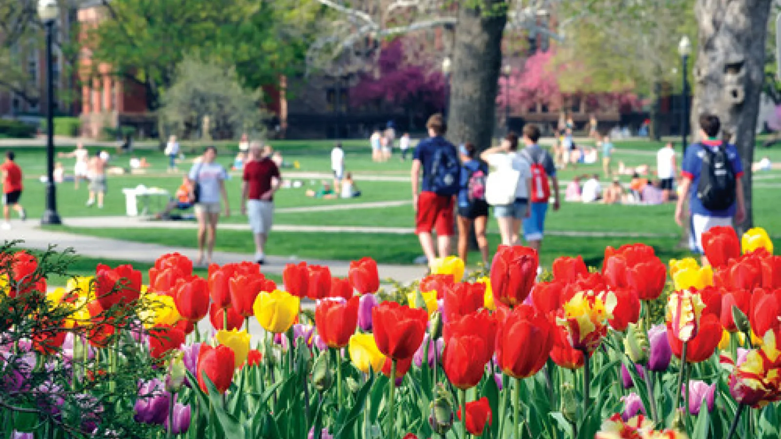 Picture of tulips blooming near the Oval at Ohio State