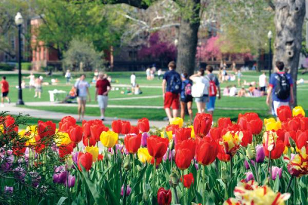 Tulips blooming near the Oval Picture of tulips blooming near the Oval at Ohio State